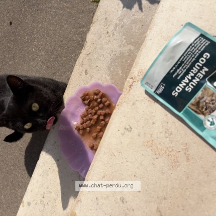 Photo of a cat found in Vitry Le Francois