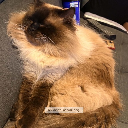 Photo 1/1 tchasper Cat lost in Saint Jerome
