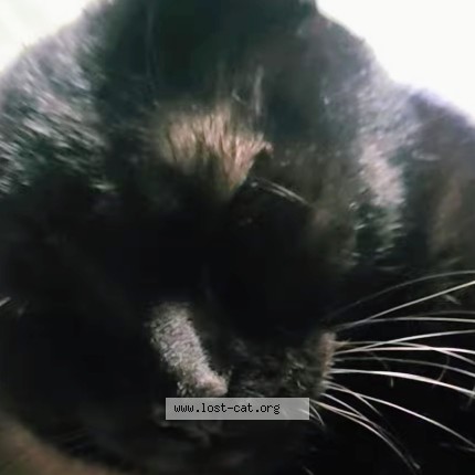 Photo 1/1 Kalie Cat lost in Guelph