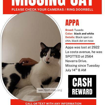 Photo 1/1 Appa Cat lost in Carlsbad