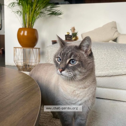 Foto 1/1 Pépito Kat vermist in Hollogne Aux Pierres