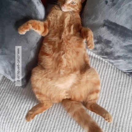 Photo of a cat found in Vitrolles