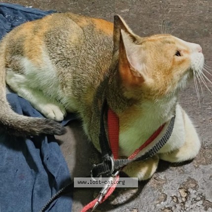 Photo 1/1 cherry Cat lost in Kolkata