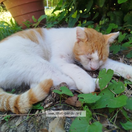 Photo of a cat found in Famars