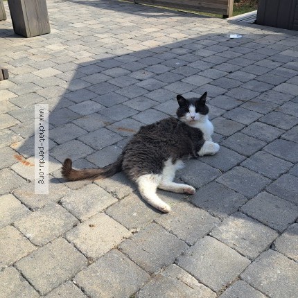 Foto 1/1 Kat gevonden Gevonden in Houffalize