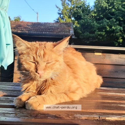 Foto 1/1 Gefundene Katze Gefunden in Lancy