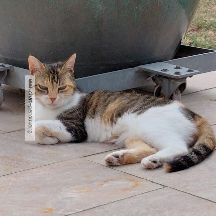 Photo of a cat found in Ferel La Gree