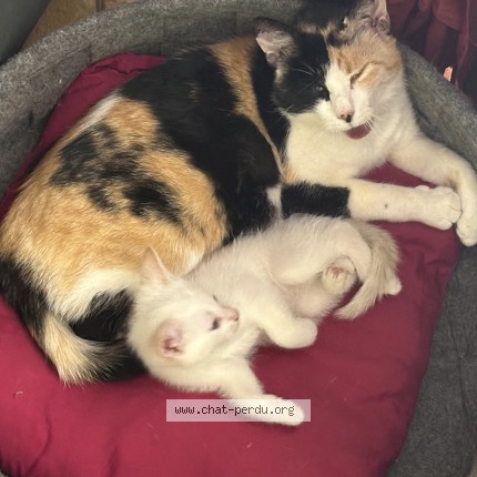 Photo of a cat found in Mende