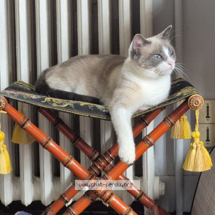 Photo of a cat found in Merignac