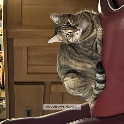 Photo of a cat found in Lagord