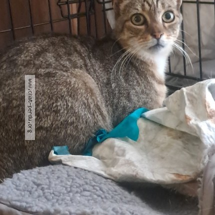 Foto 1/1 Kat gevonden Gevonden in Saint Gilles