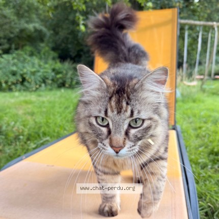 Photo of a cat found in Boqueho