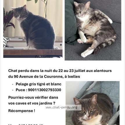 Photo of a cat found in Ixelles