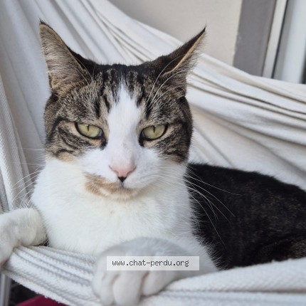 Photo of a cat found in Monthey