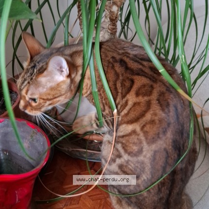 Photo of a cat found in Saint Nazaire