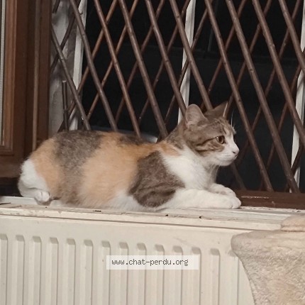 Photo of a cat found in Saint Savin