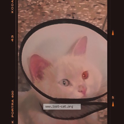 Picture of cat lost at Rawalpindi