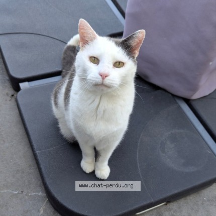 Photo of a cat found in Les Sorinieres