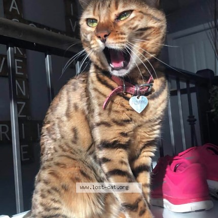 Photo 1/1 Poppy Cat lost in Red Deer