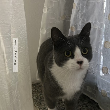 Foto 2/2 silver Gatto smarrito a Mariano Comense