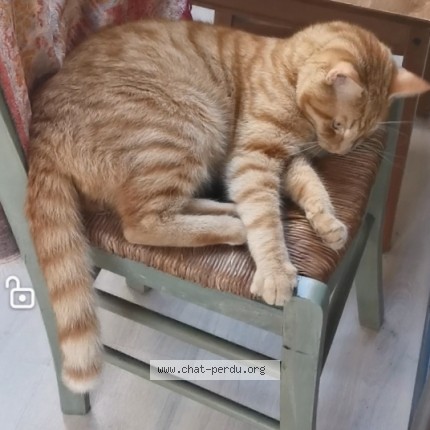 Foto 1/1 Kat teruggevonden Vermist in Bruxelles