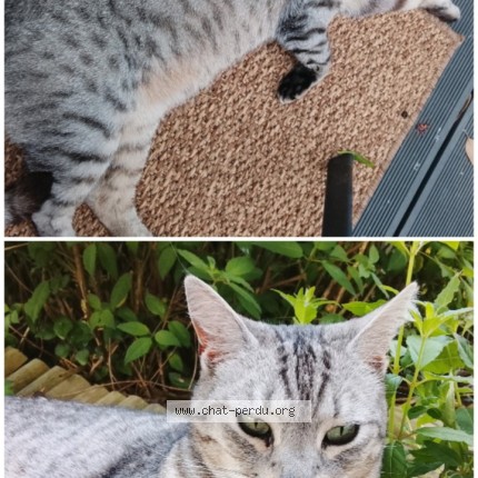 Photo of a cat found in Rouvroy