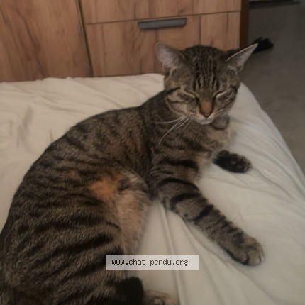 Foto 1/1 cookie Kat vermist in Bruxelles