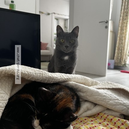 Foto 1/1 pepel Kat vermist in Schaerbeek Schaarbeek