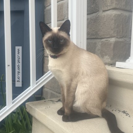Photo 1/1 Jimin Cat lost in Saint Jean Sur Richelieu