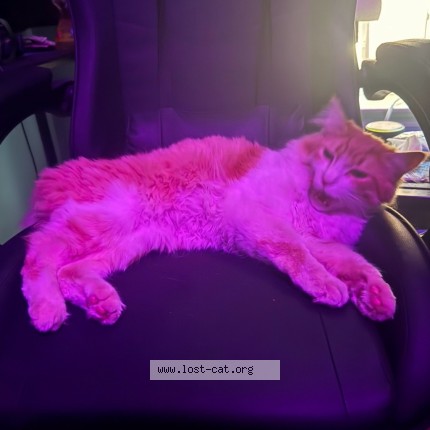 Photo 1/1 Hermes Cat lost in Cornelius