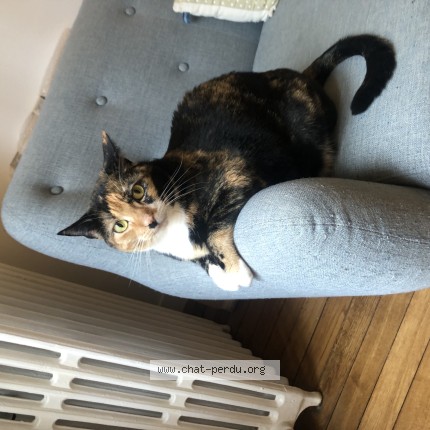 Photo of a cat found in Chatillon
