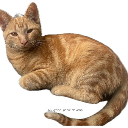 Photo of a cat found in Montevideo