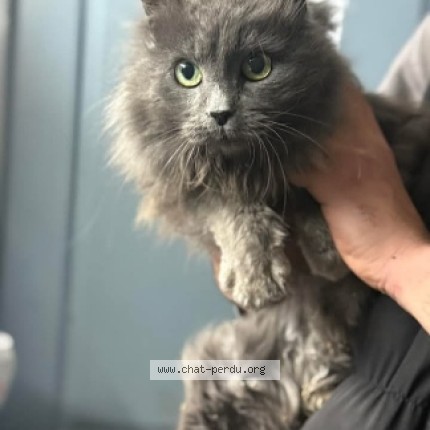 Foto einer wiedergefundenen Katze in Malbuisson