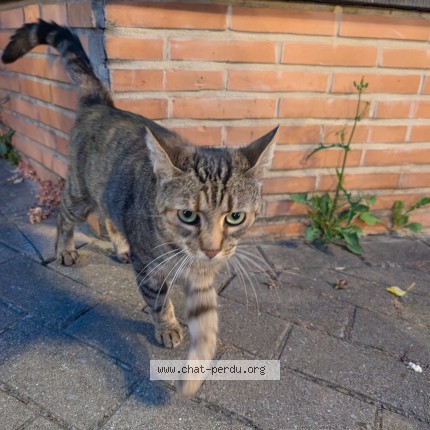 Foto 1/1 Kat gevonden Gevonden in Woluwe Saint Lambert