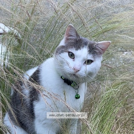 Photo of a cat found in Savy Berlette