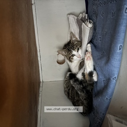 Photo of a cat found in Nancy 54000
