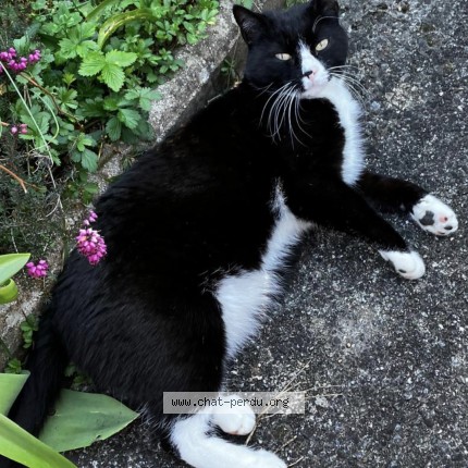 Foto 1/1 Oreo Katze verloren in Vessy