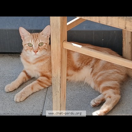 Foto 1/1 billy Kat vermist in Anderlecht