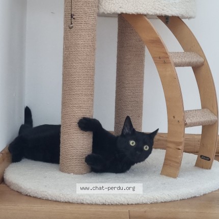 Foto 1/1 oliver Kat vermist in Oupeye
