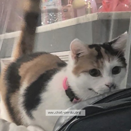 Foto 1/1 lilith Kat vermist in Andrimont