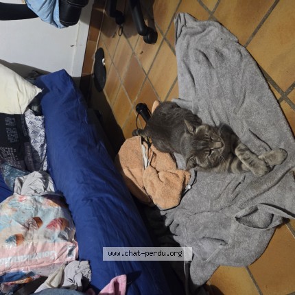 Photo of a cat found in Dampmart