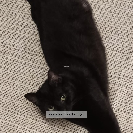 Photo of a cat found in Ambon