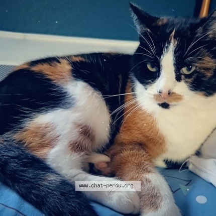 Photo of a cat found in Crisolles