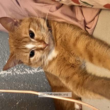 Photo of a cat found in Perpignan