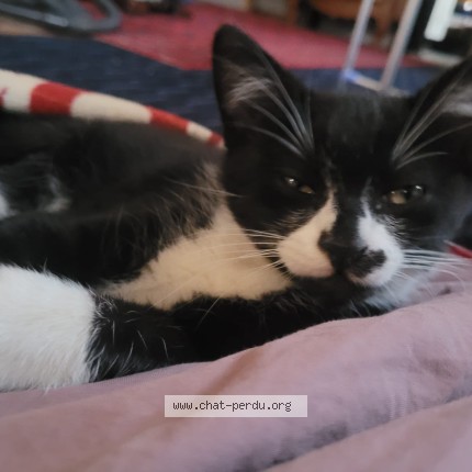 Photo of a cat found in Douarnenez