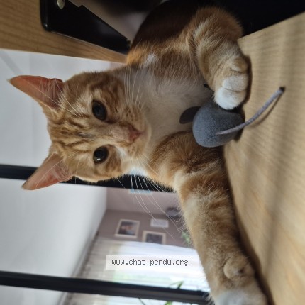 Photo of a cat found in Lacelle La