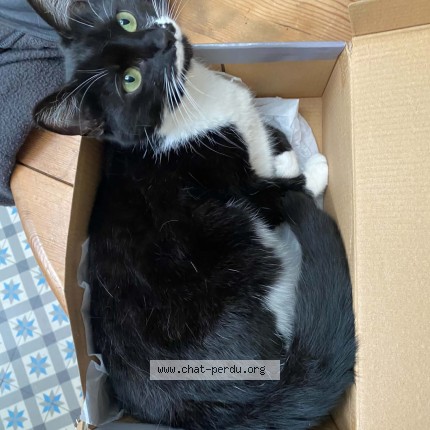 Photo of a cat found in Arras