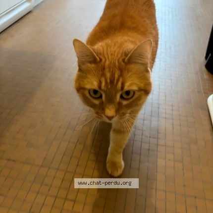 Photo of a cat found in Toulouse