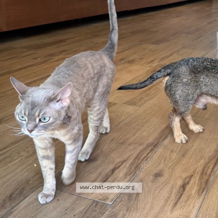 Foto 4/4 Henri Kat vermist in Ixelles Bruxelles