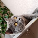 Teodoro